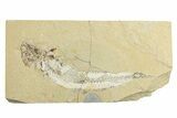 Cretaceous Fossil Fish (Enchodus?) - Lebanon #256083-1